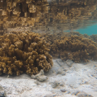 Yellow coral under water
